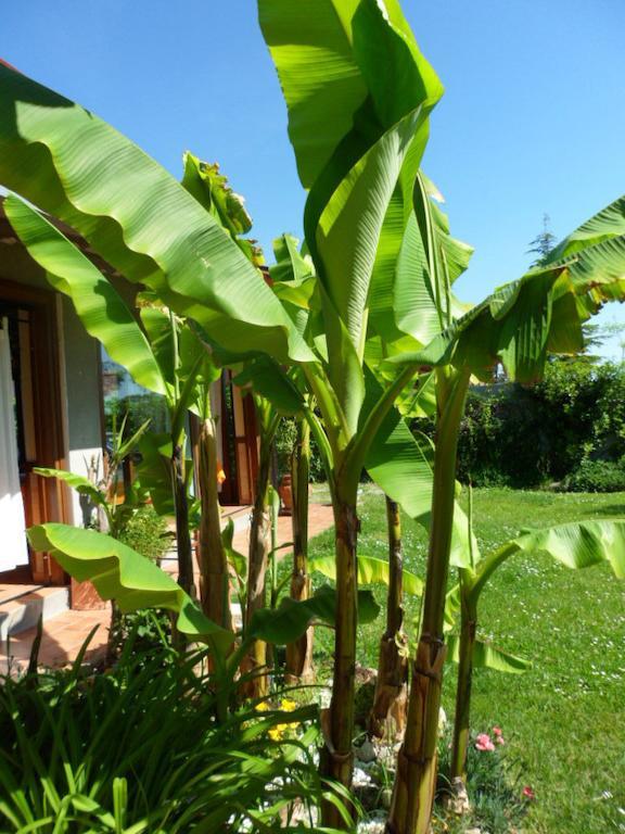 Agriturismo La Quiete Roncofreddo Exterior photo